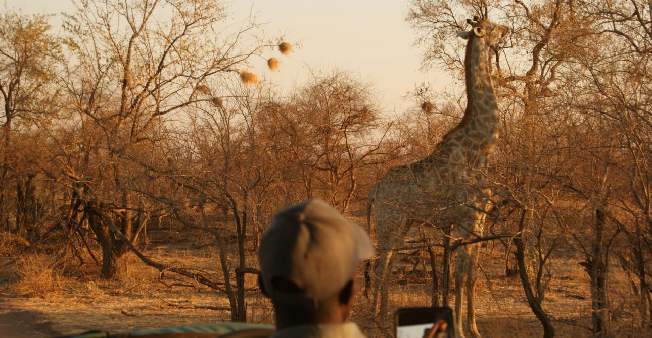 Zimbabwe Safari FAQs: 50 Questions Answered by Local Experts