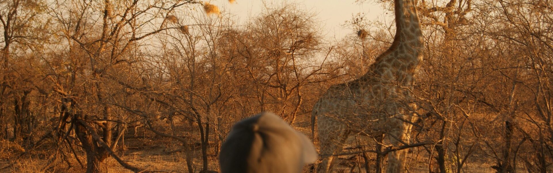Zimbabwe Safari FAQs
