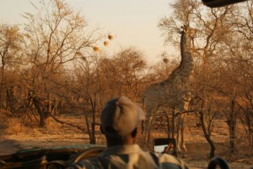 Luxury Tanzania and Kenya Safari Tours with Local Experts 43 Zimbabwe Safari FAQs