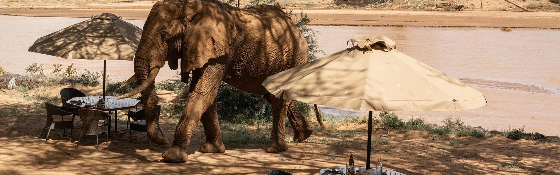 South Africa Safari FAQs: 50 Questions Answered by Local Experts 1 South Africa Safari FAQs