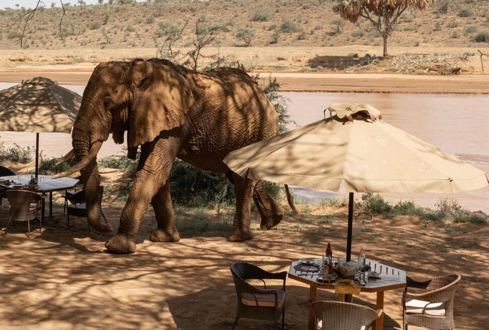 South Africa Safari FAQs