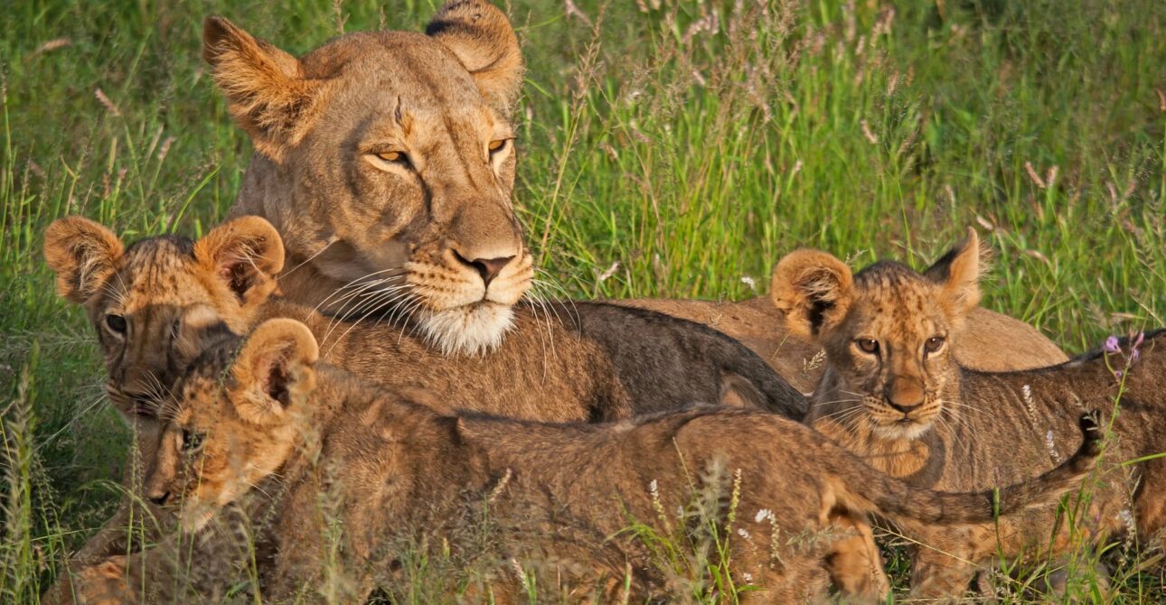 Kenya Safari FAQs: 50 Questions Answered by Local Experts 2 Kenya Safari FAQs: 50 Questions Answered by Local Experts