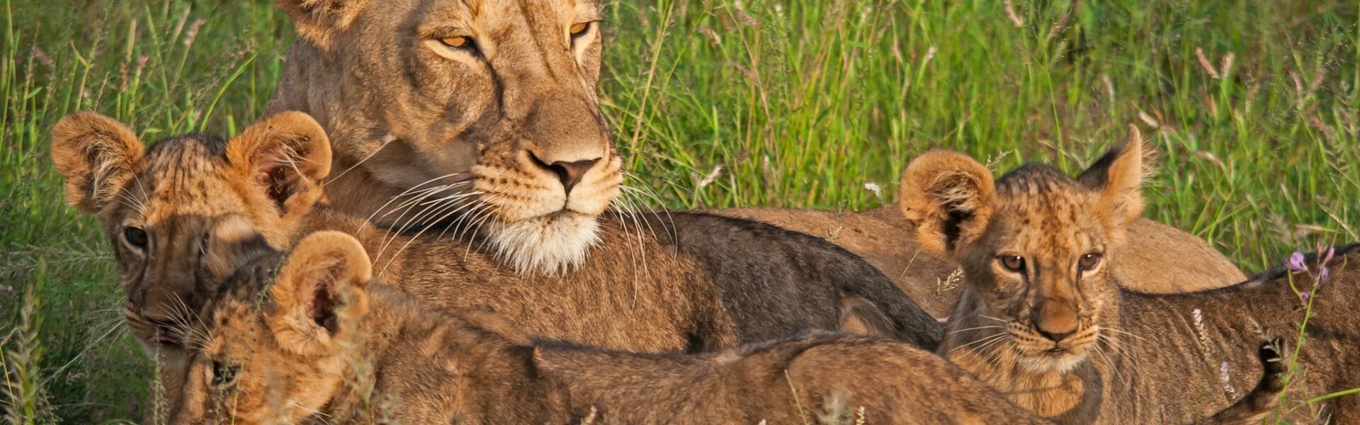 Kenya Safari FAQs