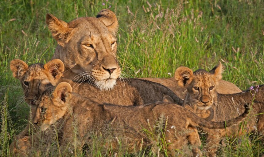 Kenya Safari FAQs: 50 Questions Answered by Local Experts