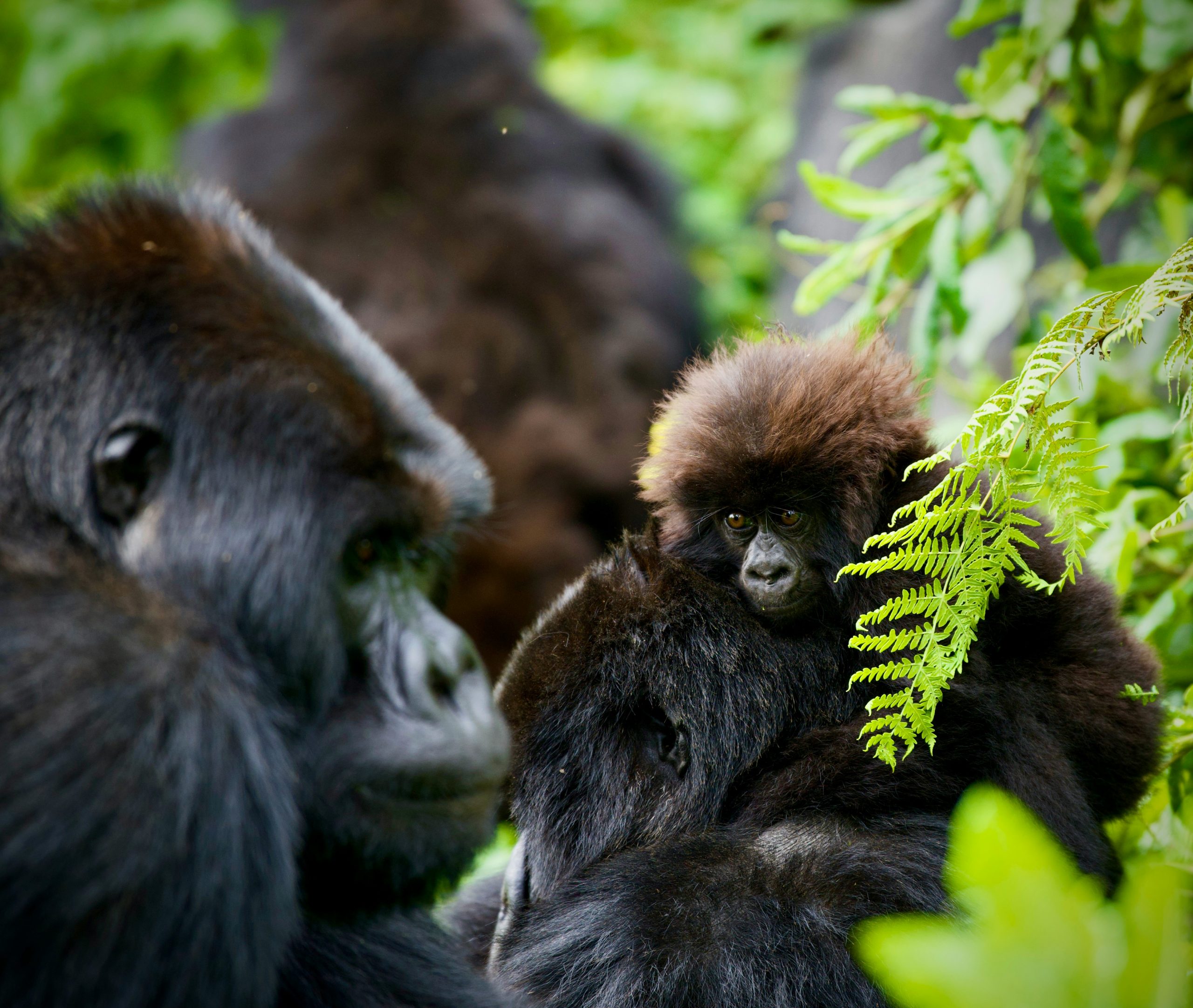 Rwanda Safari FAQs
