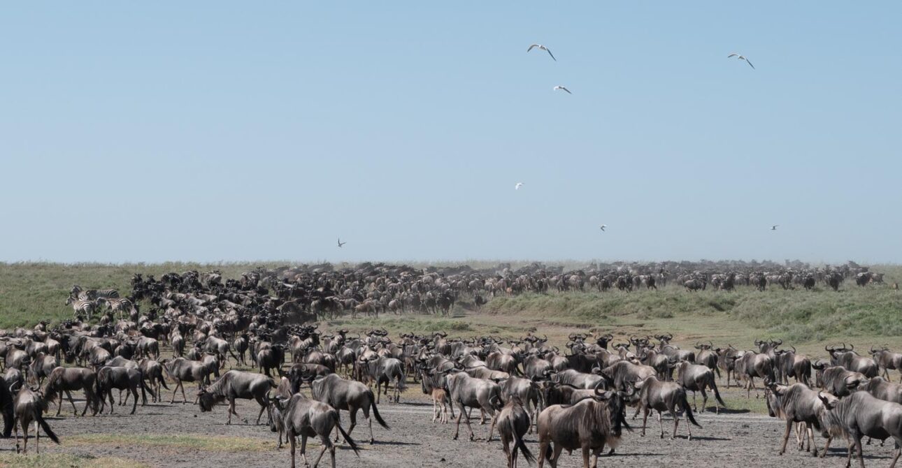 The Great Migration in Kenya (Masai Mara): Month-by-Month Guide 4 The Great Migration in Kenya (Masai Mara): Month-by-Month Guide