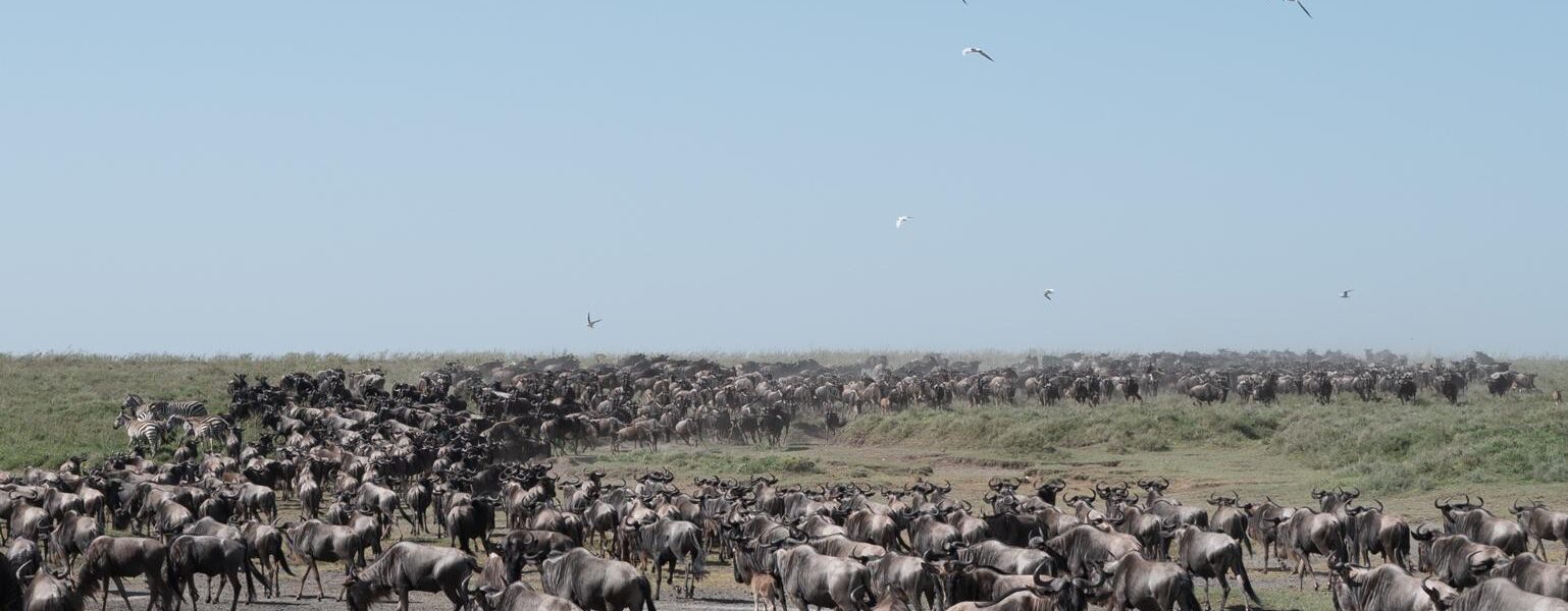 The Great Migration in Kenya (Masai Mara