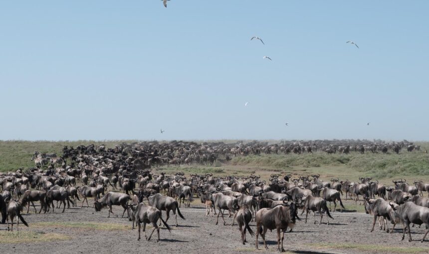 The Great Migration in Kenya (Masai Mara): Month-by-Month Guide 3 The Great Migration in Kenya (Masai Mara): Month-by-Month Guide