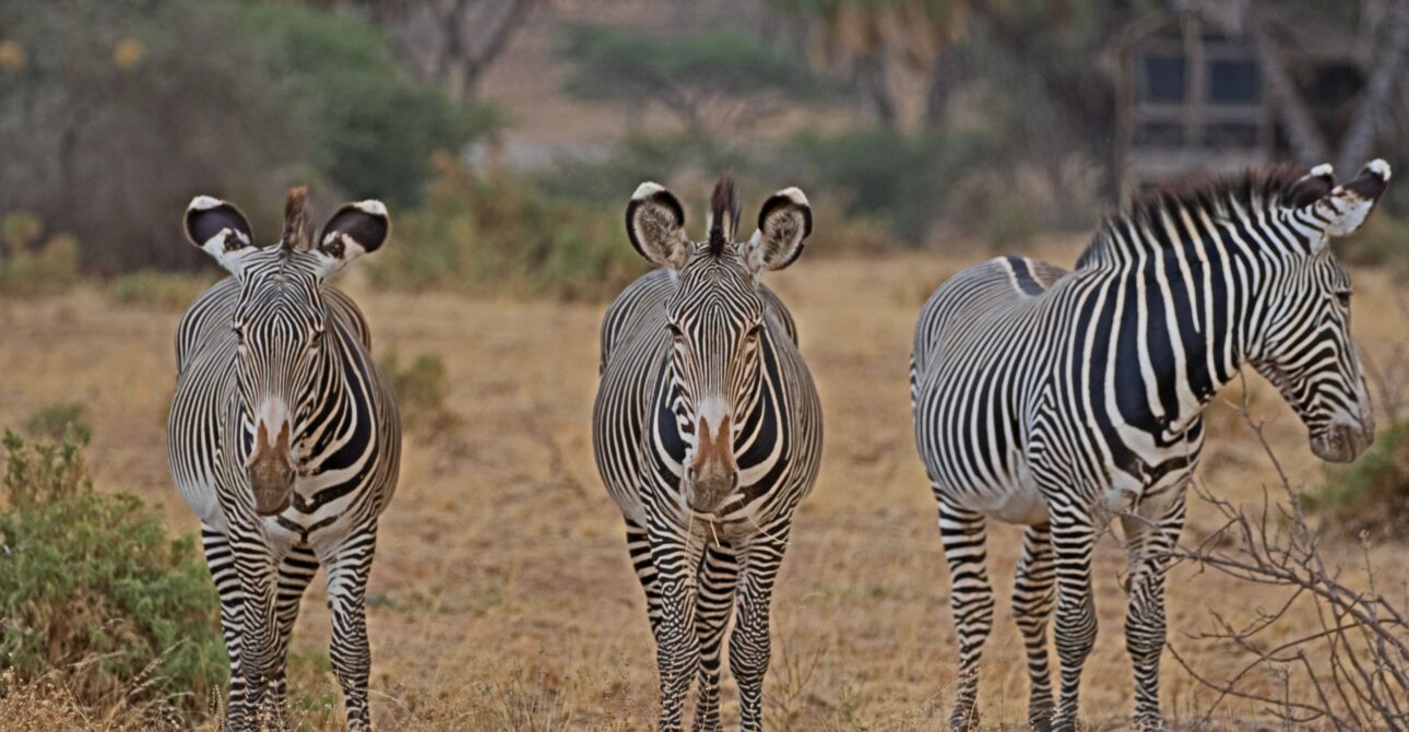 Tanzania Safari FAQs: 50 Questions Answered by Local Experts 2 Tanzania Safari FAQs: 50 Questions Answered by Local Experts