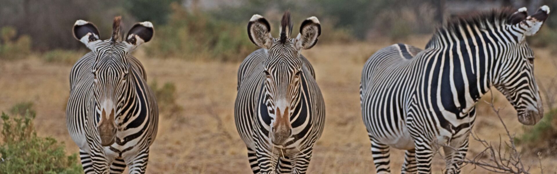 Tanzania Safari FAQs
