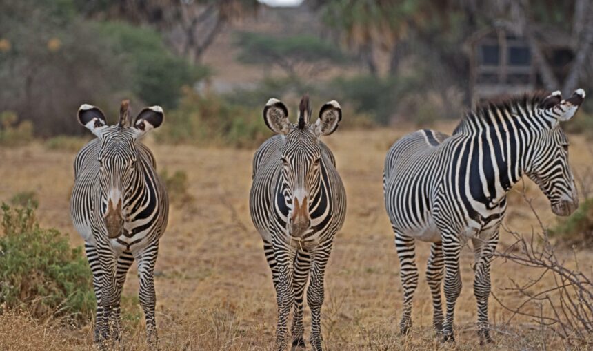 Tanzania Safari FAQs: 50 Questions Answered by Local Experts