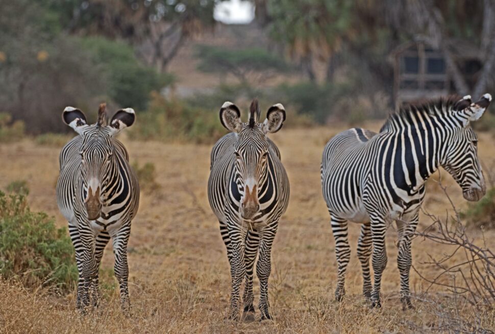 Tanzania Safari FAQs