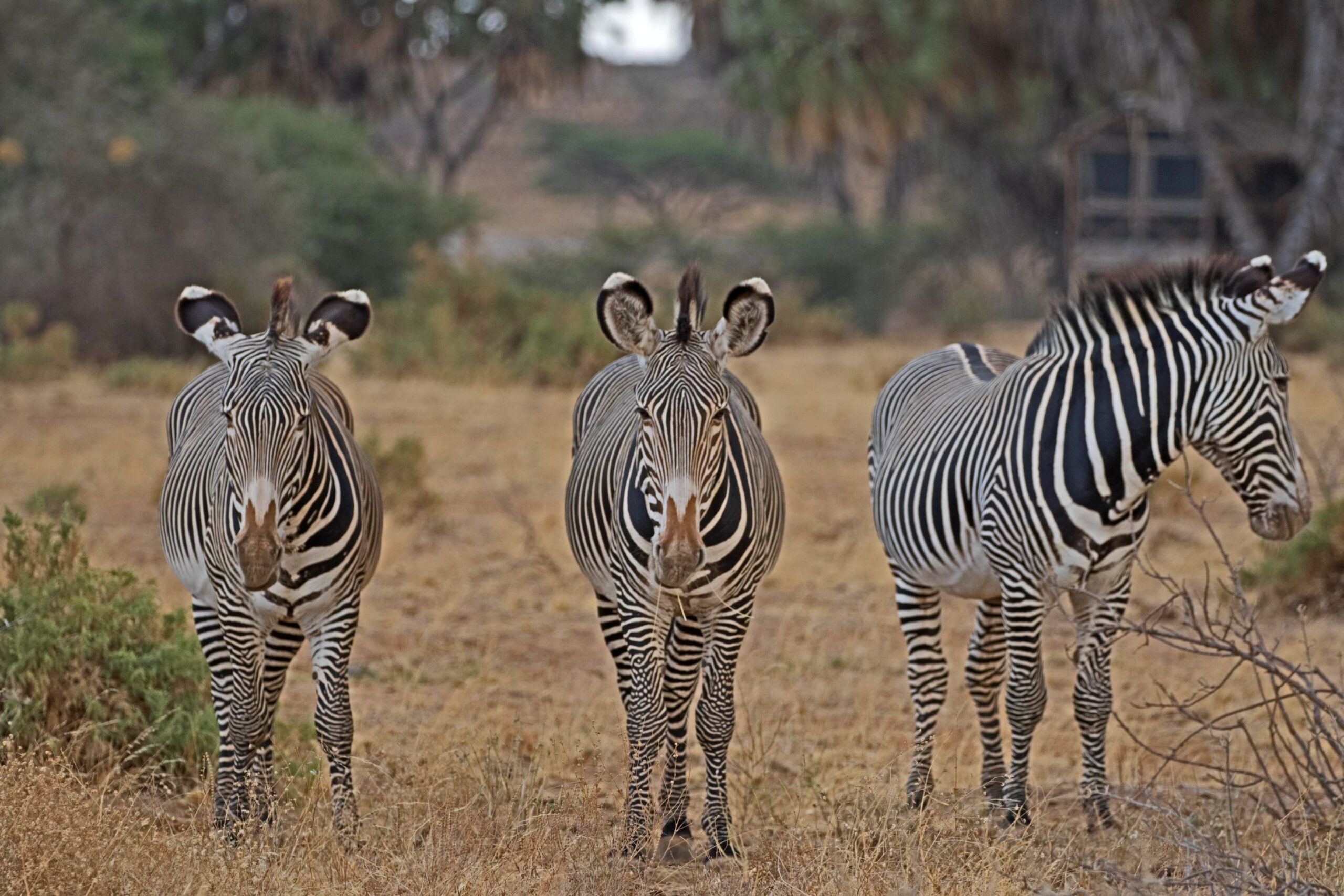 Tanzania Safari FAQs