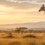 Giraffe standing in the East African savannah at sunrise