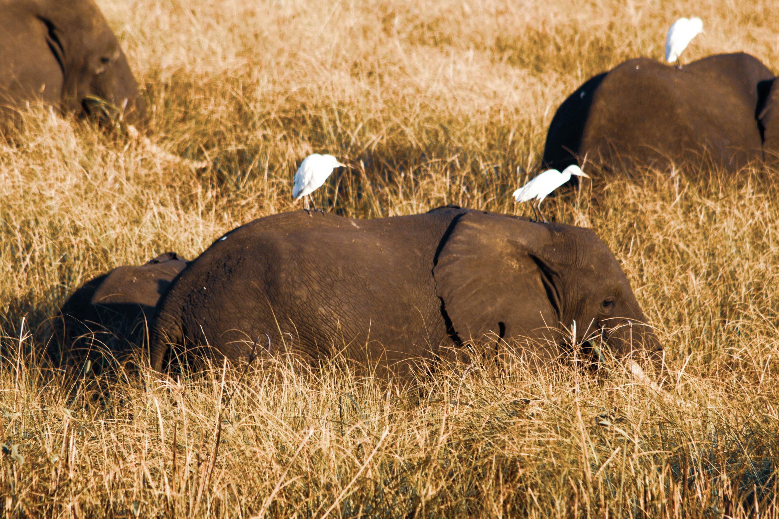 Luxury Tanzania and Kenya Safari Tours with Local Experts 43 Mozambique FAQs