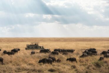 10-Day Kenya Wildlife and Cultural Safari